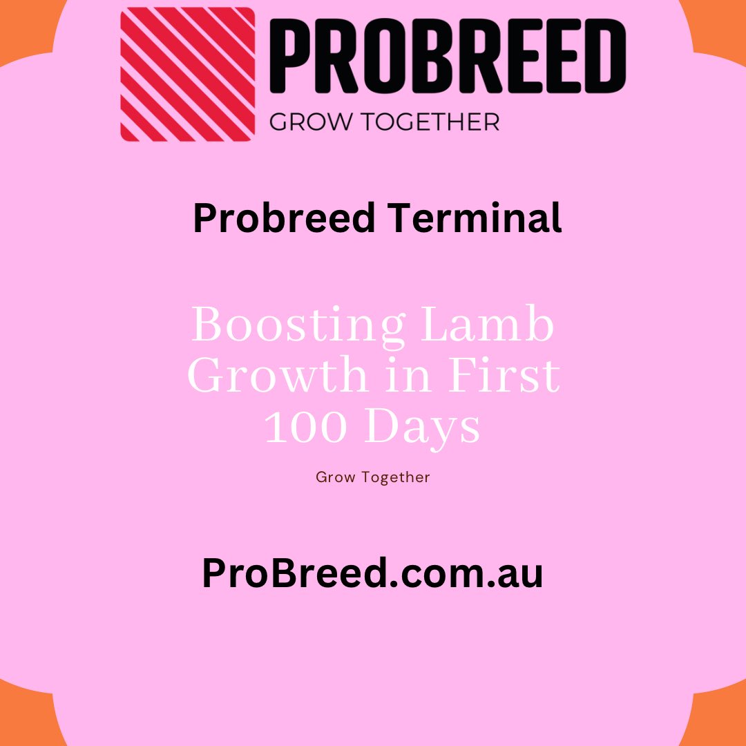 Benefits of choosing ProBreed Terminal Rams:💰
Effortless Lambing: Experience smooth, stress-free lambing for healthier ewes and lambs.🐑
Survival Superstars: Exceptional lamb survival rates ensure a thriving flock.
Early Growth Champions: Watch your lambs reach weaning weight