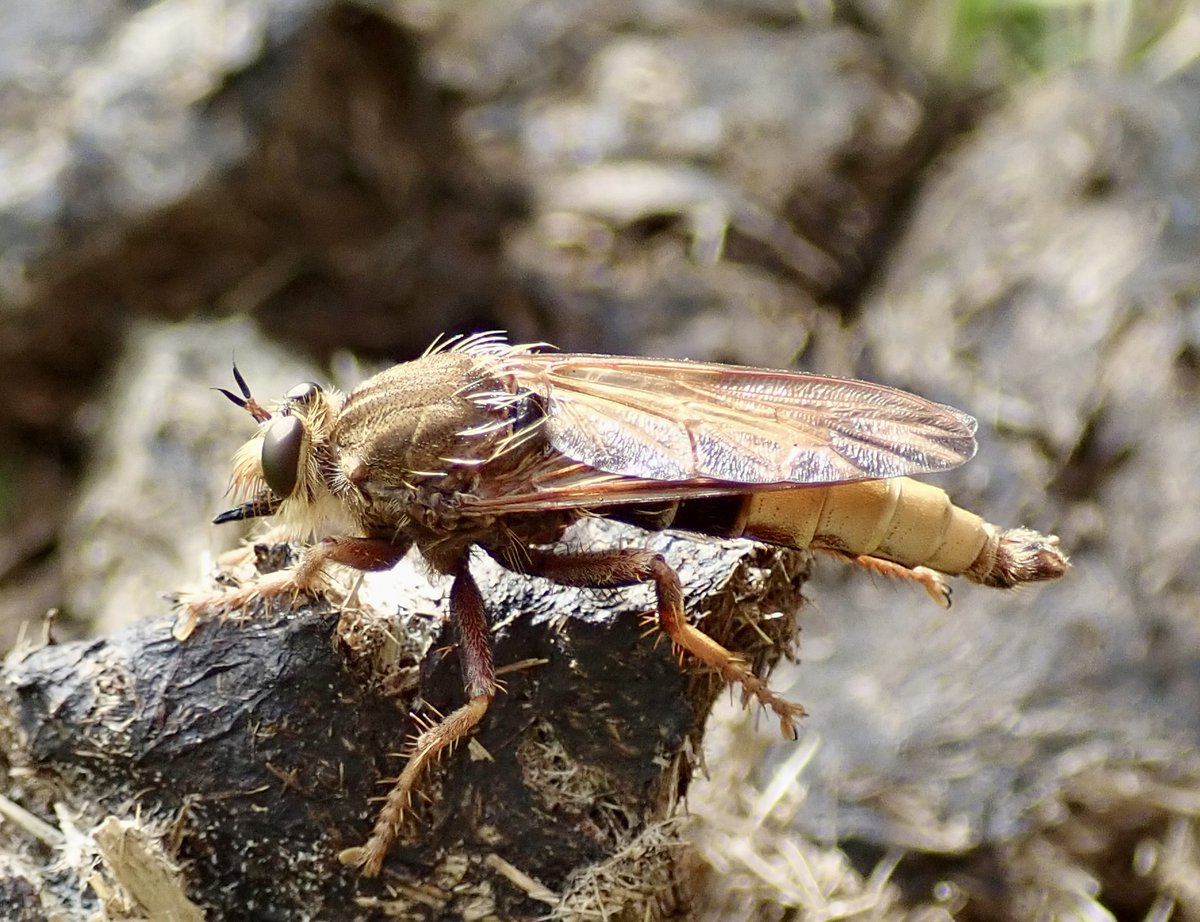 B_Strawbridge's tweet photo. I went back today to the beautiful wildflower meadow I visited last week, to see if I could find an insect I thought might be a Hornet Robberfly. 

I managed to find the exact pile of pony dung it was on last week... and Bingo! A male, I think? 

#Robberflies cc @StevenFalk1 https://t.co/oGIOvFqDIS