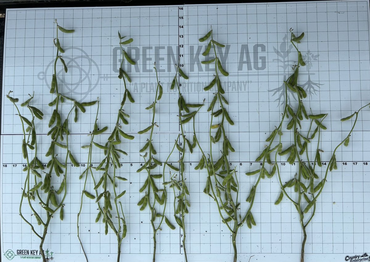 GreenKeyAg's tweet photo. What is a fall residue breakdown product worth? 7 plants in a row. Each had less than desirable singulation but treated has bigger stalk diameter, better branching and kept more pods which would tell you there was more K available in the plant mid season while setting pods. https://t.co/A0s1FsRaoK