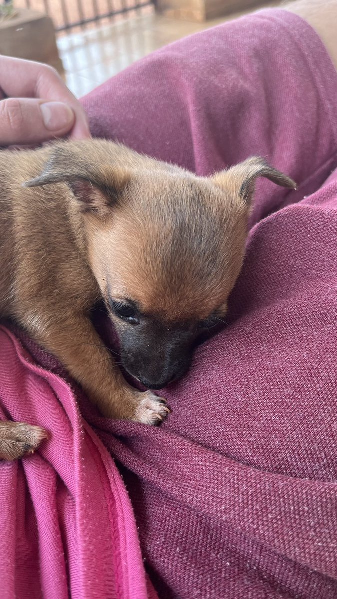 redcodedboy's tweet image. ele tem 5 centímetros 👇