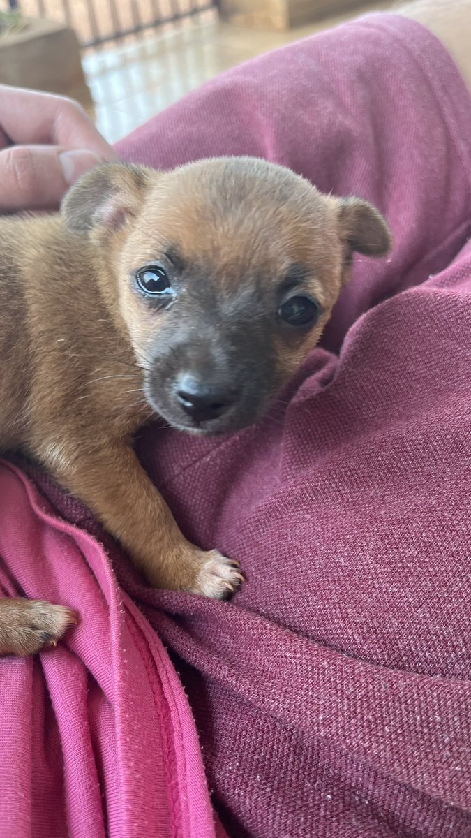 redcodedboy's tweet image. ele tem 5 centímetros 👇