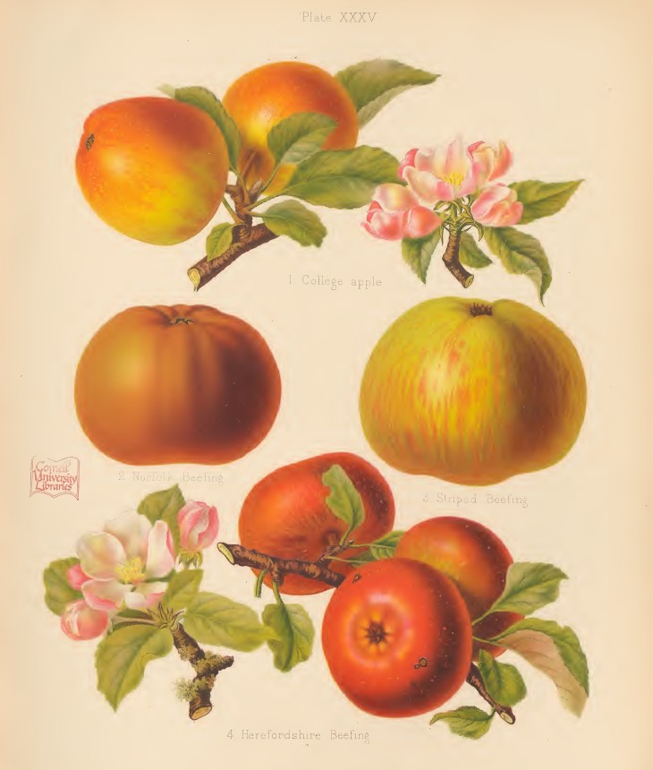 OrchardNotes's tweet photo. If you're interested in the history of heritage apple varieties, you might enjoy the results of my lengthy research into the 'Beefing' apples: 'Norfolk', 'Striped' and 'Herefordshire'.

Part 1 of what will be an ongoing series is now live:

https://t.co/XhPNvfACxl https://t.co/BcTt25dp9o