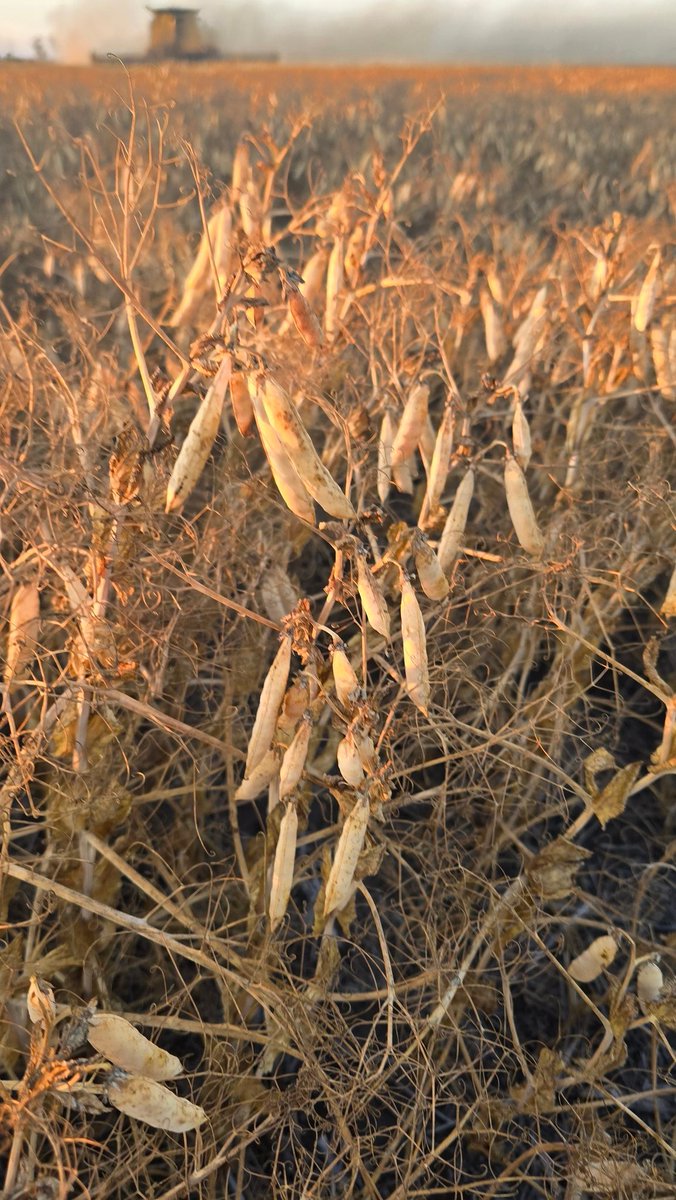 11.00$ bu Yellow pea special
Sept
Call Vicki 
Please
1 306 441 6699

Thank you.