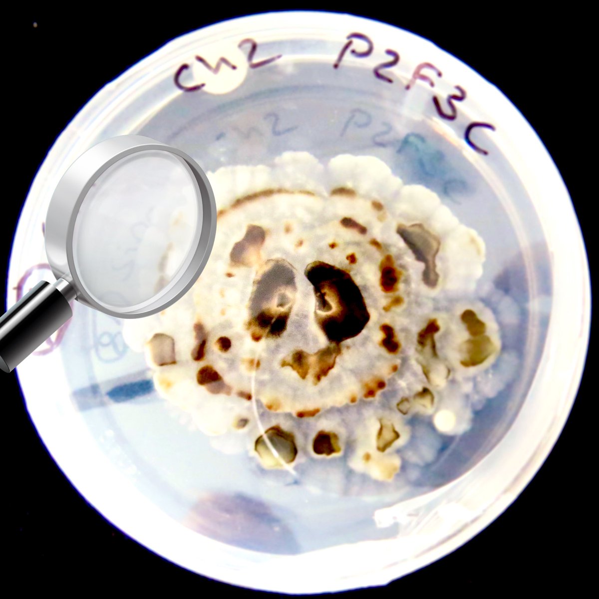 Dr. Banana (Ph.D) 🍌 tweet media