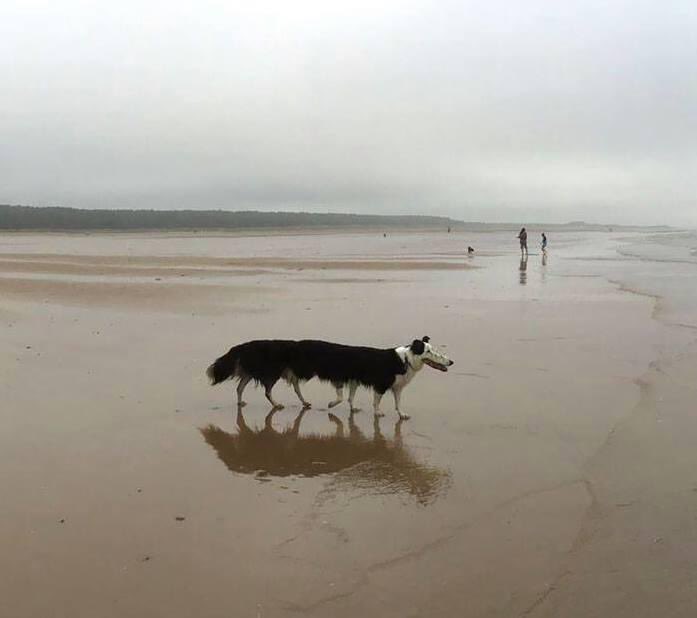DrGomi's tweet photo. Je vous partage une photo non retouchée que j ai pris à #Binic sur la plage. Parce que la photo animalière c est quand même du sérieux 😁 https://t.co/zjBHyYZiMz