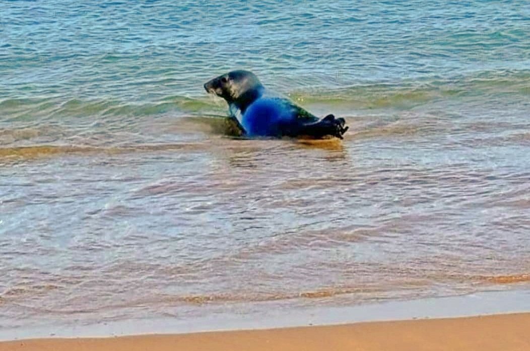 VOSTPT's tweet photo. 🦭Por favor, não incomodar!
Desde 13 de julho que uma foca-cinzenta (Halichoerus grypus) anda a visitar pontos da costa portuguesa.
Não a incomodes, não sejas um mothafoca! É que a foca é bem capaz de seguir o princípio do #FAFO (fuck around, find out). https://t.co/WT5dY7fcWY