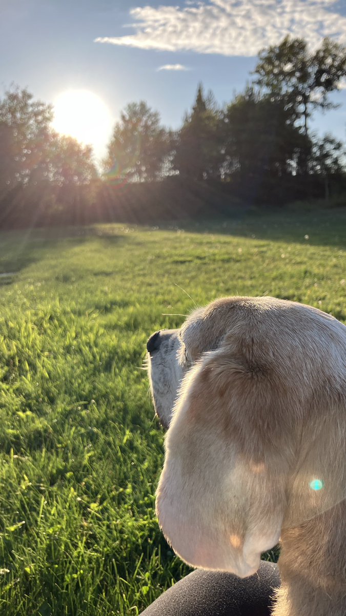 Winnie The Canadian Beagle tweet media