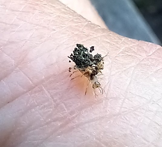 Very pleased to find this fancy lacewing larva on my hand!