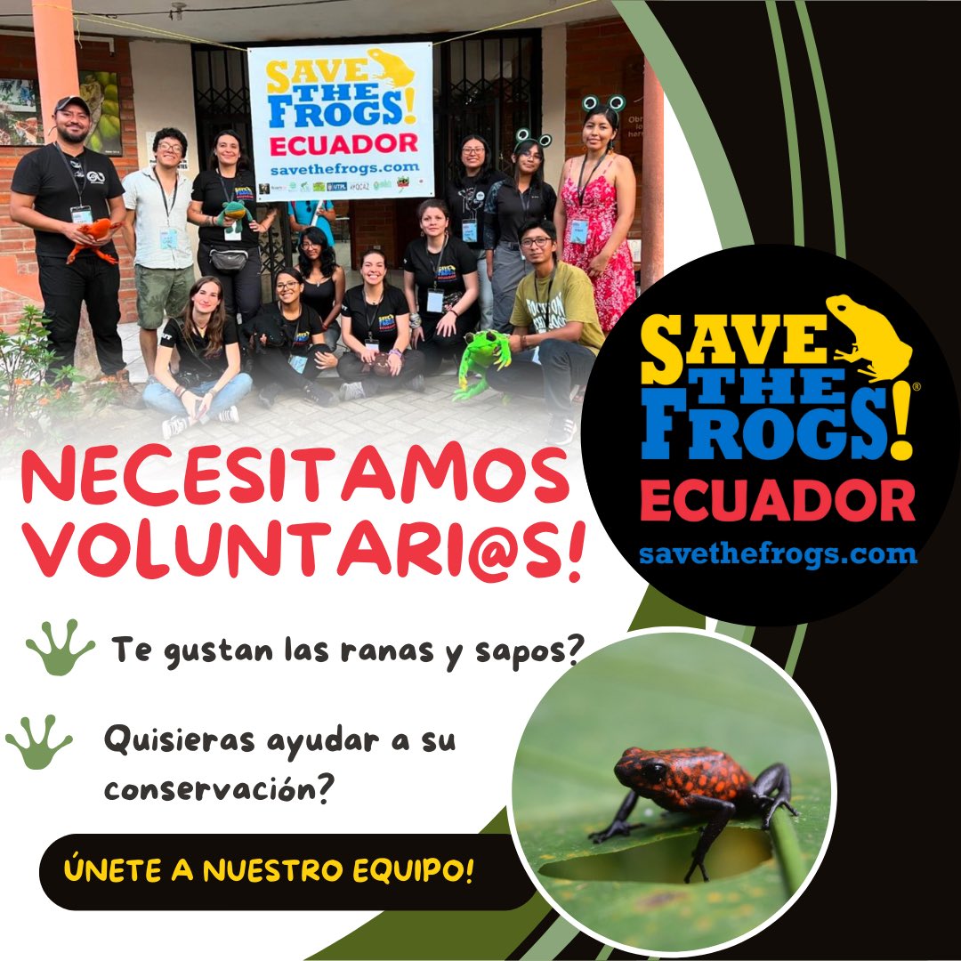 🚨Buscamos personas apasionadas con #sapos y #ranas y que quieran apoyar a su #conservación! 

🐸Necesitamos ayuda con nuestras redes sociales, planificación del próximo #SaveTheFrogsDay y otros eventos! 

🐸Puedes aplicar desde cualquier lugar 😊