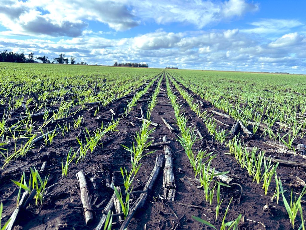 Que lindas son las tardes cuando se recorre con un Crack como Rolo… figurita difícil si las hay, pero me acompañó en una mini-gira a ver Trigos-Cebada… tipazo. 
#Evergol
#MatenoPlus (Trigo)
<a href="/BayerConoSur/">Bayer Cono Sur</a> 
<a href="/Rolobidegain/">Rolo</a>