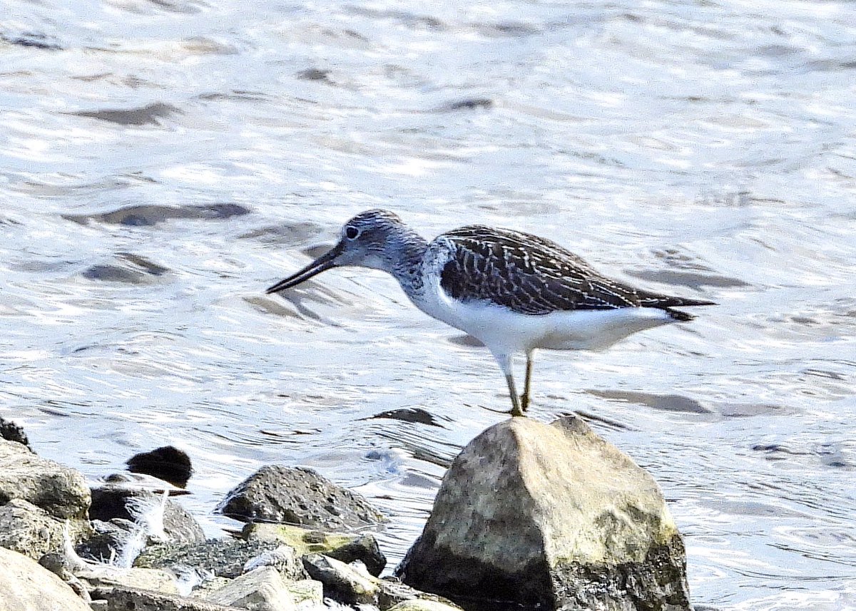 NeilSimms1's tweet image. Juvenile Ruff, Greenshank and a distant Marsh harrier , which looks as though it’s carrying wing tags from Scaling hide this afternoon @teesbirds1 @nybirdnews @DurhamBirdClub