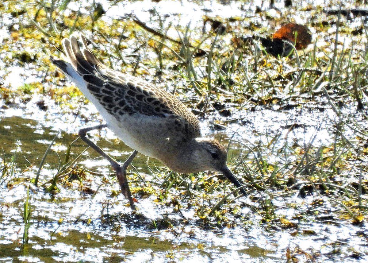 NeilSimms1's tweet image. Juvenile Ruff, Greenshank and a distant Marsh harrier , which looks as though it’s carrying wing tags from Scaling hide this afternoon @teesbirds1 @nybirdnews @DurhamBirdClub