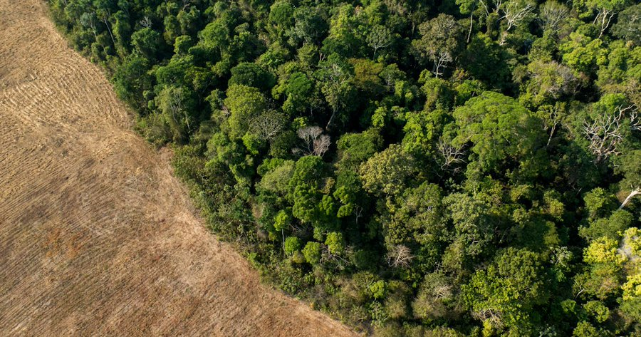 UN Biodiversity tweet media