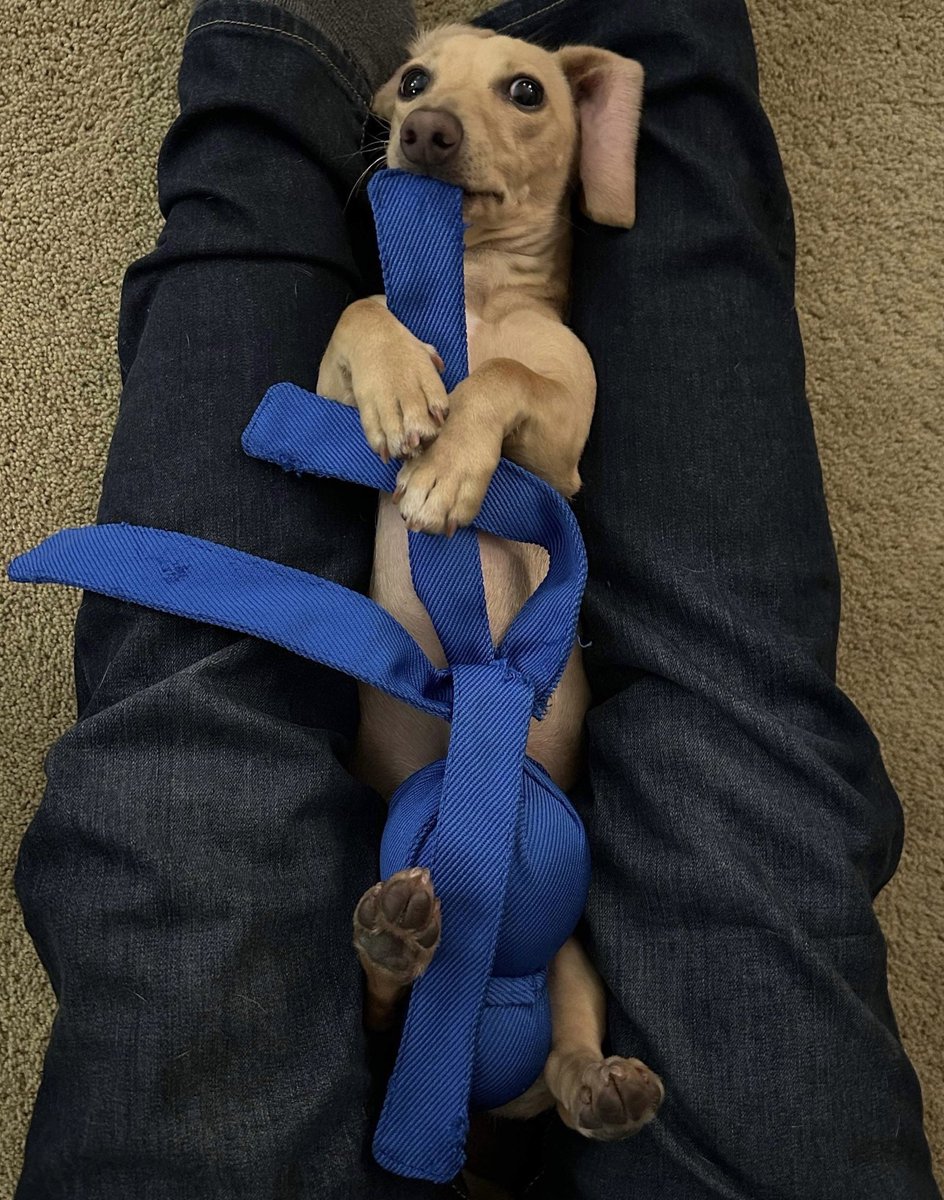 GiganticBucket tweet media