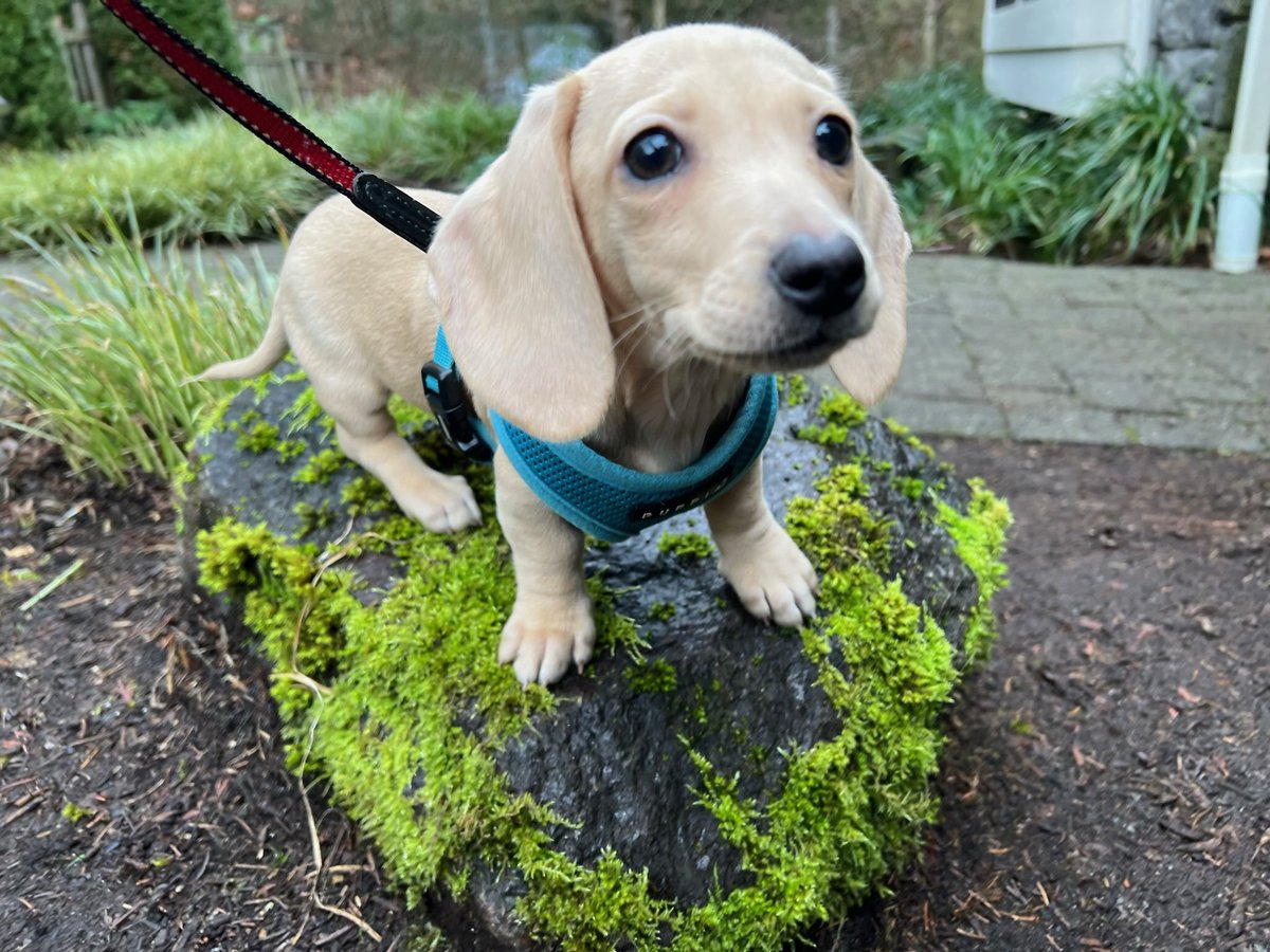 GiganticBucket tweet media