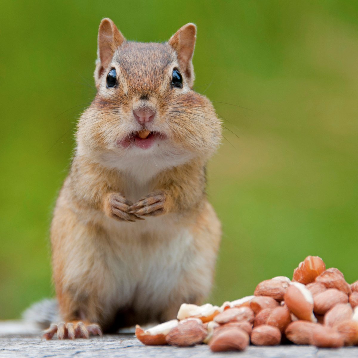 American Mensa (@americanmensa) on Twitter photo Hey, Mensan photogs! We're looking for your best shots of animal foragers in action for an upcoming spread in the ๐๐๐ฃ๐จ๐ ๐ฝ๐ช๐ก๐ก๐๐ฉ๐๐ฃ. 'Got a great pic? Post it here or send it to ArtDirector@americanmensa.org for a chance to be featured in the magazine! Hey, Mensan photogs! We're looking for your best shots of animal foragers in action for an upcoming spread in the ๐๐๐ฃ๐จ๐ ๐ฝ๐ช๐ก๐ก๐๐ฉ๐๐ฃ. 'Got a great pic? Post it here or send it to ArtDirector@americanmensa.org for a chance to be featured in the magazine!