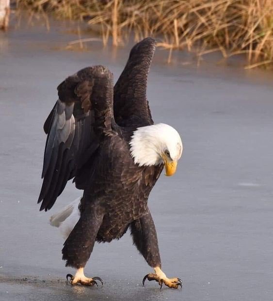 #BEŞİKTAŞK 🧿❣️ #BJKvLUG