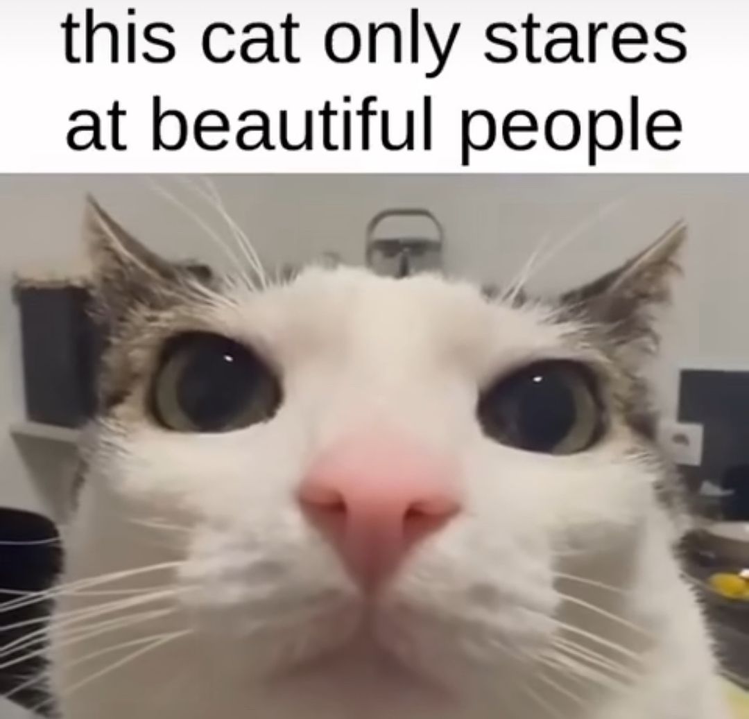 Catsillyness's tweet photo. You 🫵 https://t.co/SYFVUnAyrJ