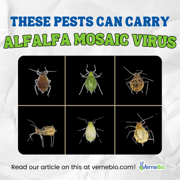 VerneBio's tweet image. Alfalfa Mosaic Virus is a #phytopathogen that infect your #cannabis plants through #aphids. 

For #AMV preventative measures 🔗vernebio.com/pests-that-car…

#vernebio #cannabiscultivation #agriculture #plants #biotech #CannabisNews #biology #Alfamovirus #disease #pest #crops #article