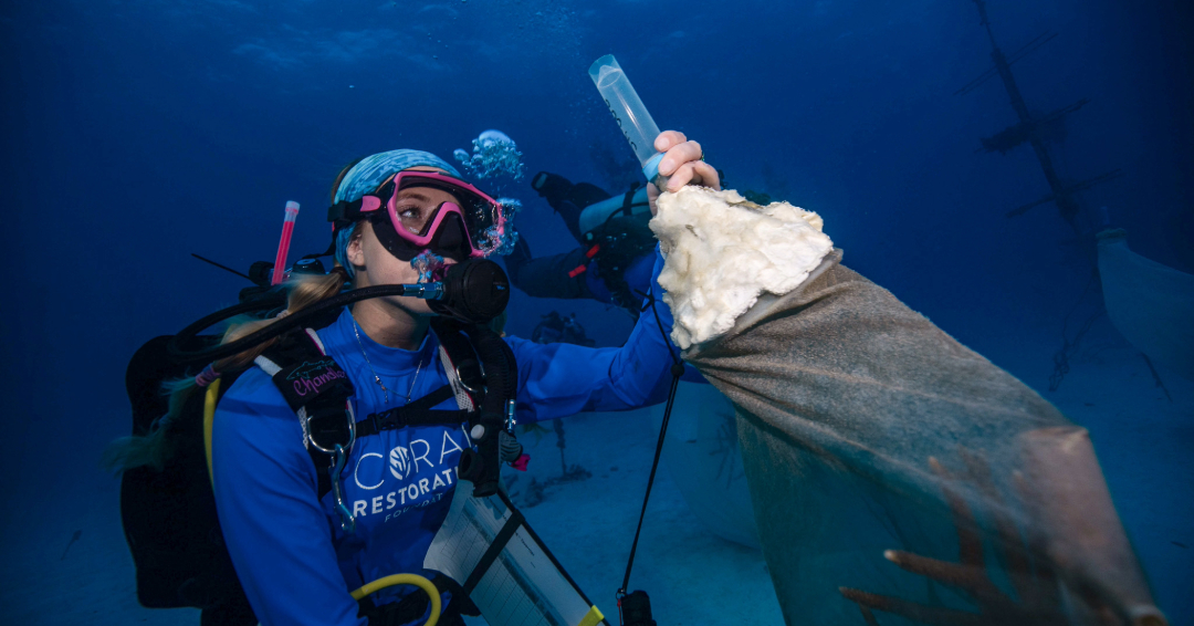 coralcrf's tweet image. Our dedicated team’s multiple night dives have made it possible to collect and preserve gametes from corals spawning after the Fourth Global Bleaching Event! 🌊 These gametes could hold the key to stronger, more resilient reefs. 🧬 #CoralRestoration #Spawning