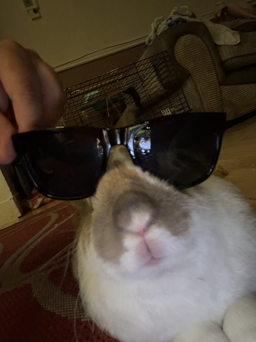 robyn 👱🏻‍♀️& paddy 🐰 (@paddyloaf) on Twitter photo 