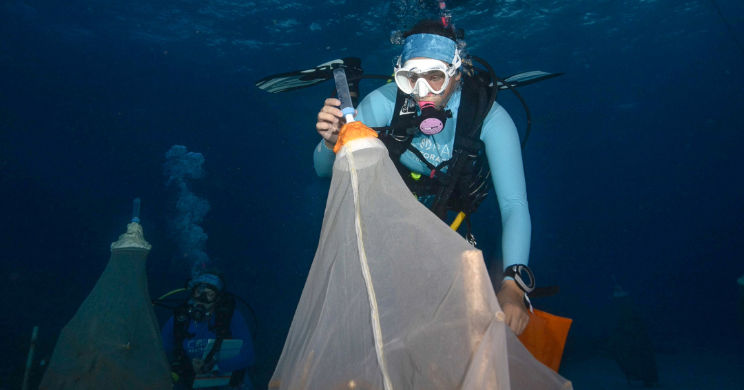 coralcrf's tweet image. Our dedicated team’s multiple night dives have made it possible to collect and preserve gametes from corals spawning after the Fourth Global Bleaching Event! 🌊 These gametes could hold the key to stronger, more resilient reefs. 🧬 #CoralRestoration #Spawning