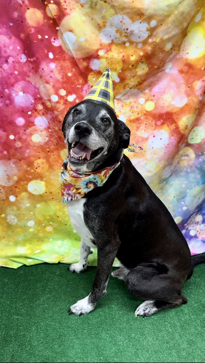 WaggingTailsPR's tweet image. Has your #dog celebrated a birthday with us yet? Learn all about our FREE Birthday Club here: buff.ly/470cvme