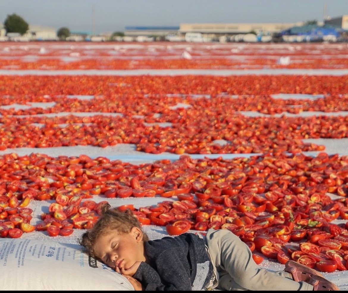 kadirkryln2121's tweet photo. Şu çocuğun hakkını yiyen sistem utansın.

#çiftçi #Tarım #KARACADAĞ https://t.co/aLmJliEFOZ