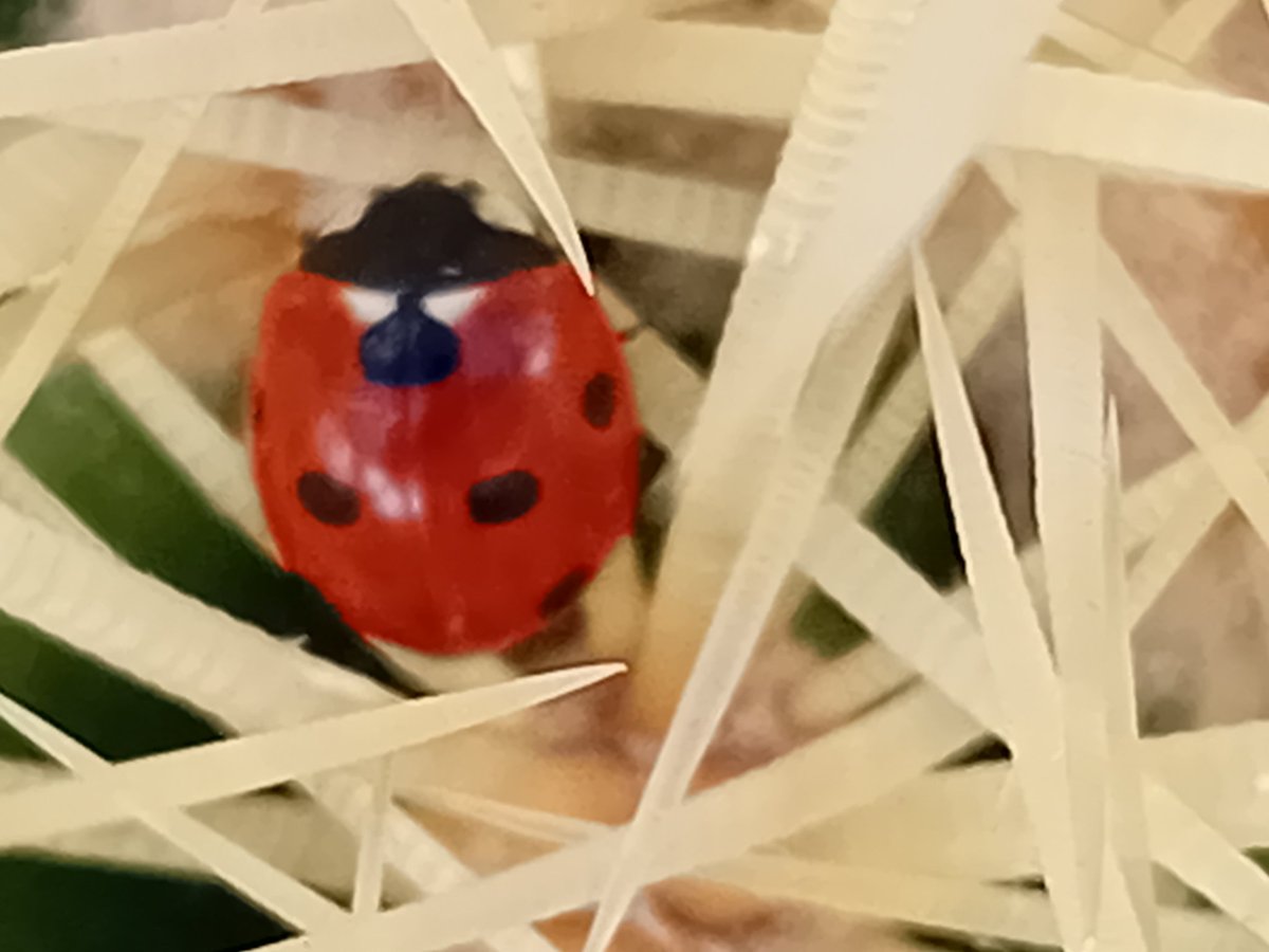 Eva i punt 🍕🍍💤 tweet media