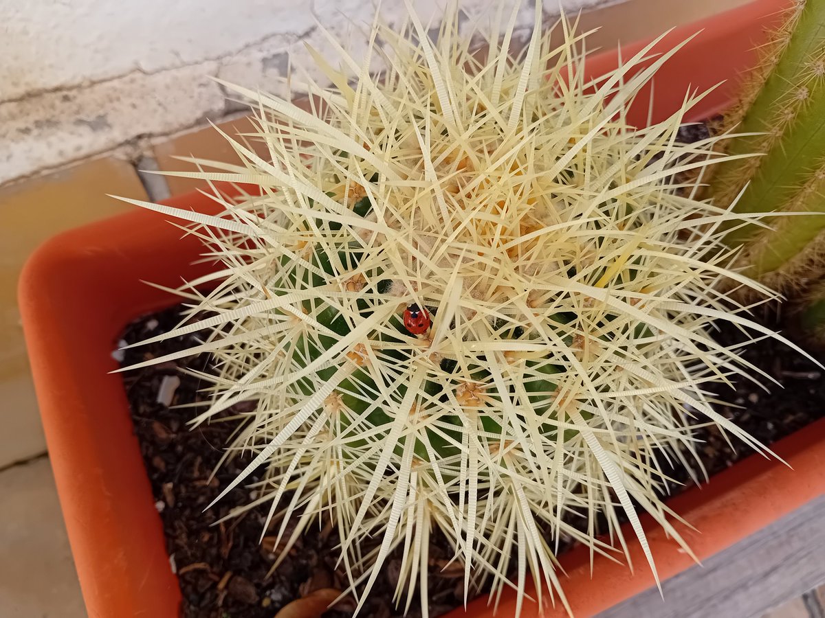 Eva i punt 🍕🍍💤 tweet media