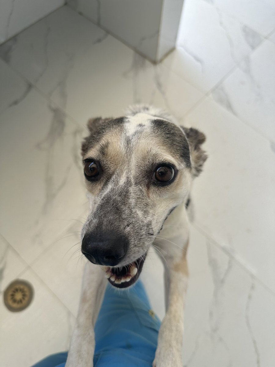ayudemosapluto's tweet photo. #FlorAP a little worried π Good news for some of our rescued animals who found a family just for them, but for the rest support is needed.
Remember that every help counts, between food and veterinary debt we are at full capacity, please do not leave us alone. https://t.co/LGPYGKdrA2