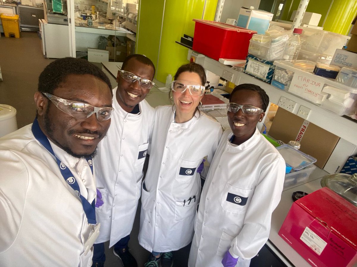 Lovell, Regis, and Ama, MSc students, conducted research on the efficacy of SO2 bags in controlling #fungal growth and #mycotoxin contamination in stored #peanuts as part of the EWABELT project, under the supervision of <a href="/CerviniCarla/">Carla Cervini</a>. <a href="/Cran_Food_MSc/">Cranfield AgriFood Courses</a>