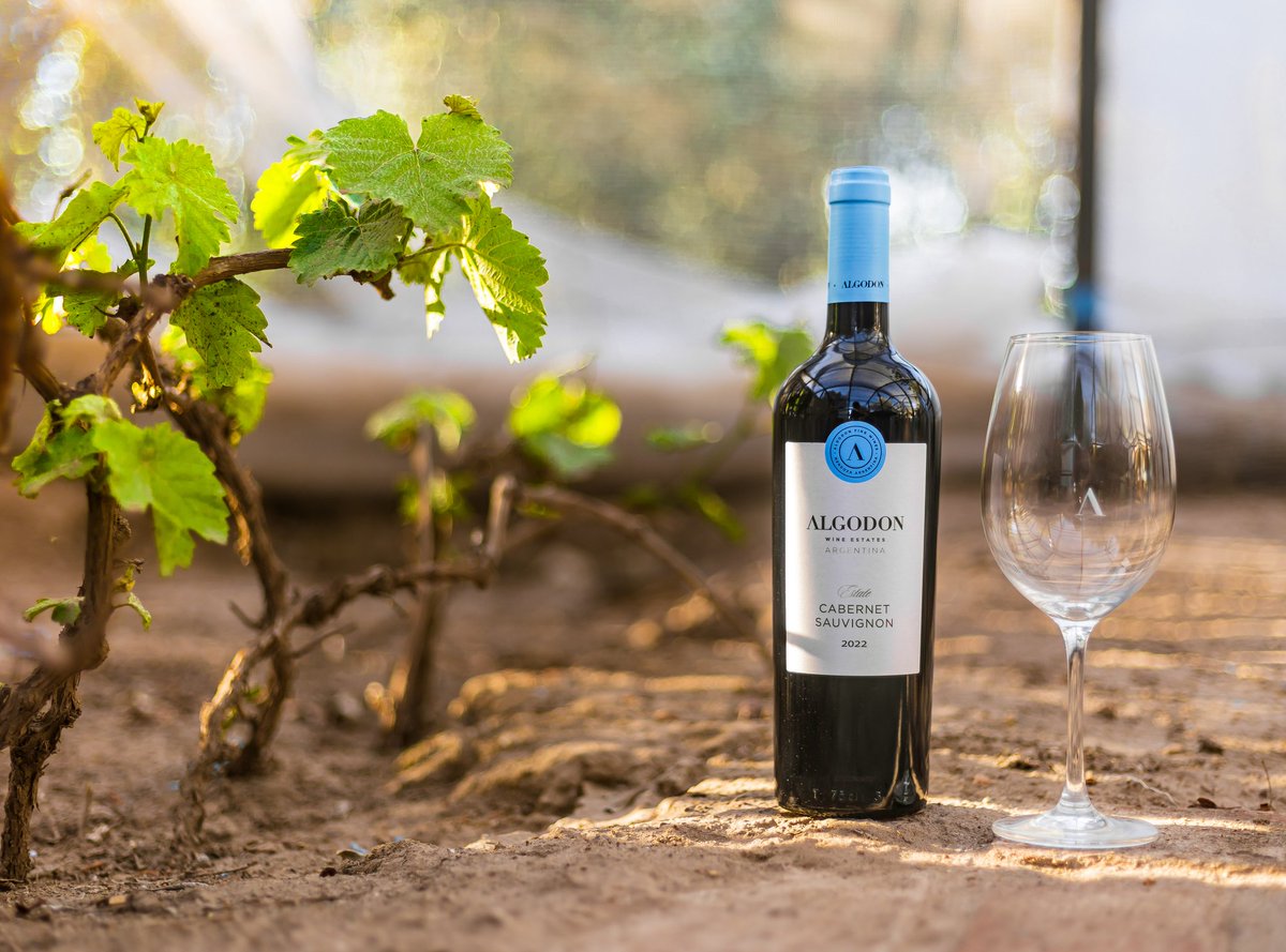AlgodonLife's tweet photo. Hoy celebramos al Cabernet Sauvignon, una cepa que ha encontrado en San Rafael su hogar ideal🍷

Los días templados y las noches frescas de Cuadro Benegas permiten una maduración perfecta, logrando taninos suaves y un final prolongado. 

Te invitamos a conseguirlo en nuestra web! https://t.co/sOJedMveC6