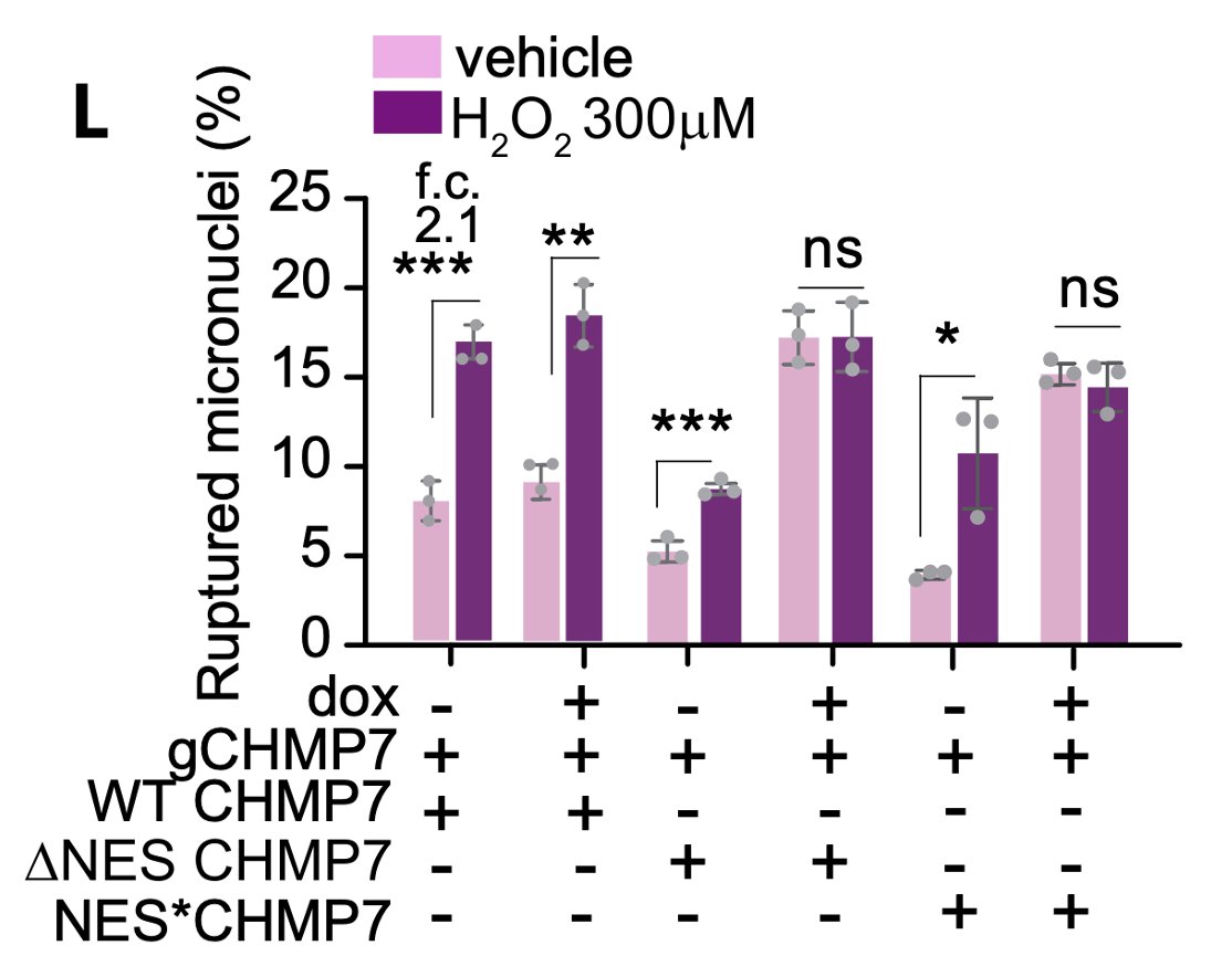 Samuel_Bakhoum's tweet photo. 3/n It turns out reactive oxygen species #ROS were the culprit! They disrupted the export of a protein called #CHMP7 that is normally involved in nuclear envelope repair. However, in the presence of ROS CHMP7 accumulates in micronuclei and destabilizes them. https://t.co/t0t8M3b5Jf