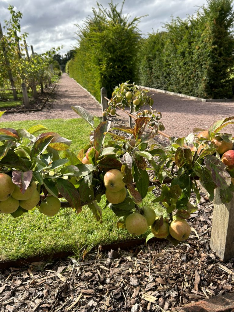 Gordon Castle Walled Garden tweet media