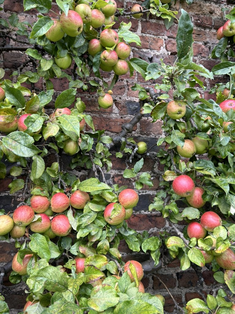 Gordon Castle Walled Garden tweet media