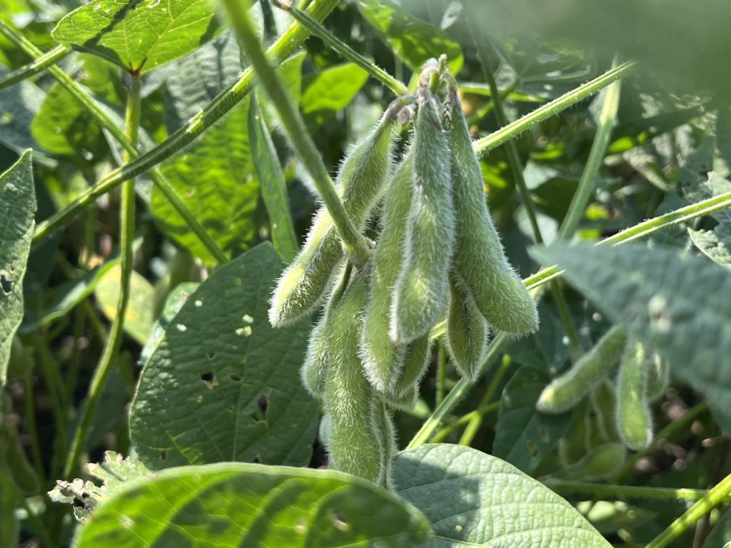 I had great day visiting with NK soybean customers! We looked at their NK40-P5E3 beans!! Absolutely Loaded with pods!! 365 pods on one plant!! They’re gonna have some darn good bean yields!! #NKSeed