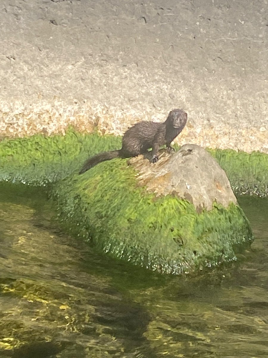 #toronto mink? river otter?  ferret?   there were a few on the south side of the Toronto Islands just hanging out in the rocks while I was out for a paddle…