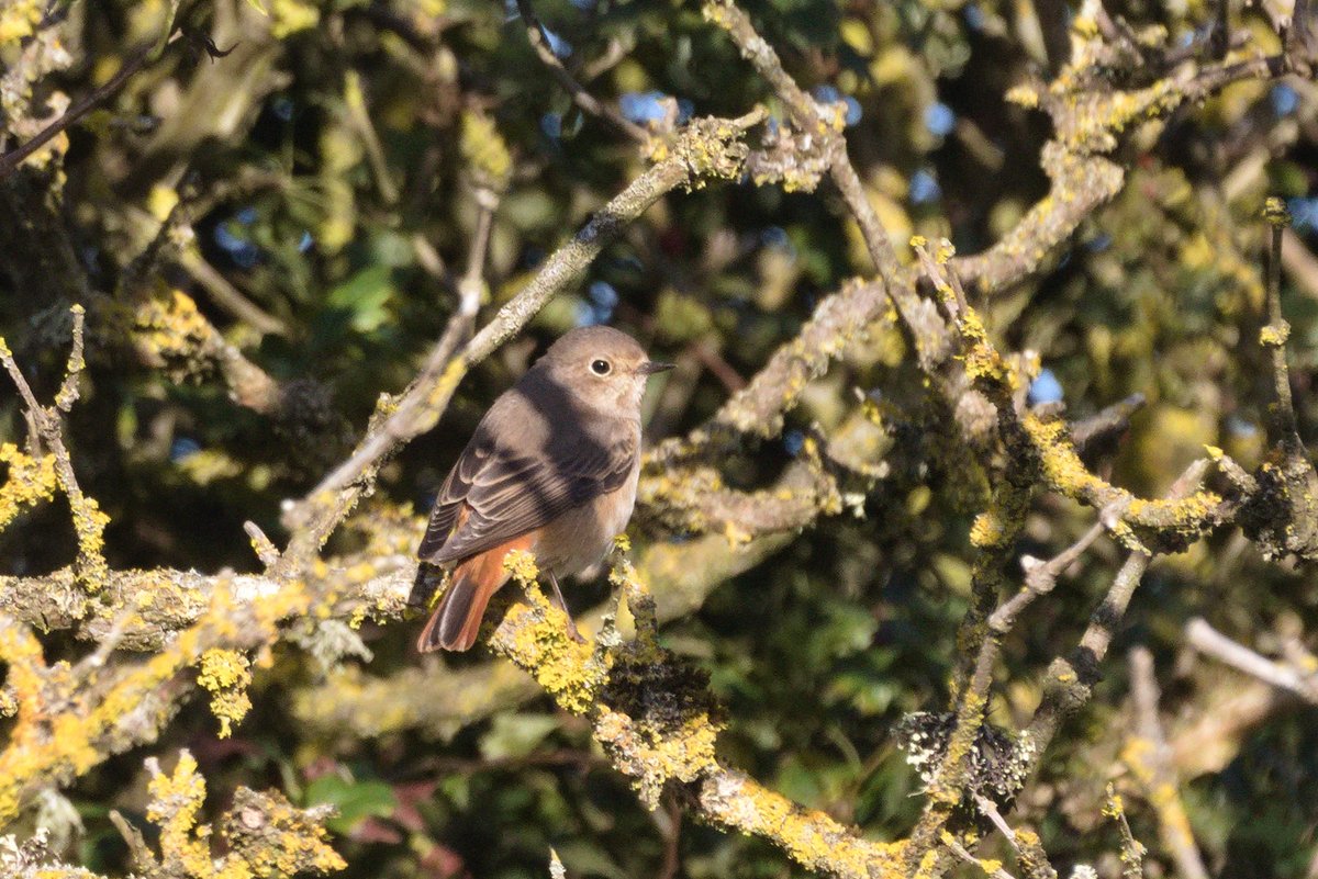 Tom (@t_omissus) on Twitter photo Dreamy early autumn morning at Hastings CP: highlights were a Redshank over and 4 Common Redstart; also 18 Common Buzzard, 2 Sedge Warbler, Reed Warbler, Whinchat, 3 Wheatear and 25 Yellow Wagtail. <a href="/SussexBirding/">Sussex Birding</a> <a href="/SussexOrnitholo/">Sussex Ornithology</a> Dreamy early autumn morning at Hastings CP: highlights were a Redshank over and 4 Common Redstart; also 18 Common Buzzard, 2 Sedge Warbler, Reed Warbler, Whinchat, 3 Wheatear and 25 Yellow Wagtail. <a href="/SussexBirding/">Sussex Birding</a> <a href="/SussexOrnitholo/">Sussex Ornithology</a>