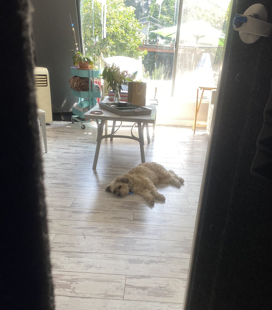 Hey Max!! Mom got a new political commercial vo client today. Woohoo! Max? Max… well thanks for being quiet anyway. Good dog. 
.
.
#voiceover #workfromhomejobs #voactor #madmanwithabox