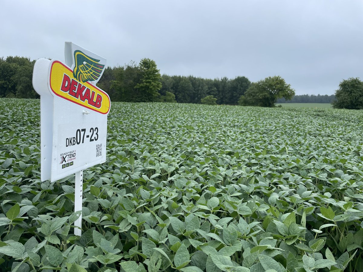 Looking good in Walkerton, Stayner, Mount Albert and places in-between - DKB07-23 is a standout for white mould tolerance and standability 🤩 #XtendSoybeans  #DEKALB