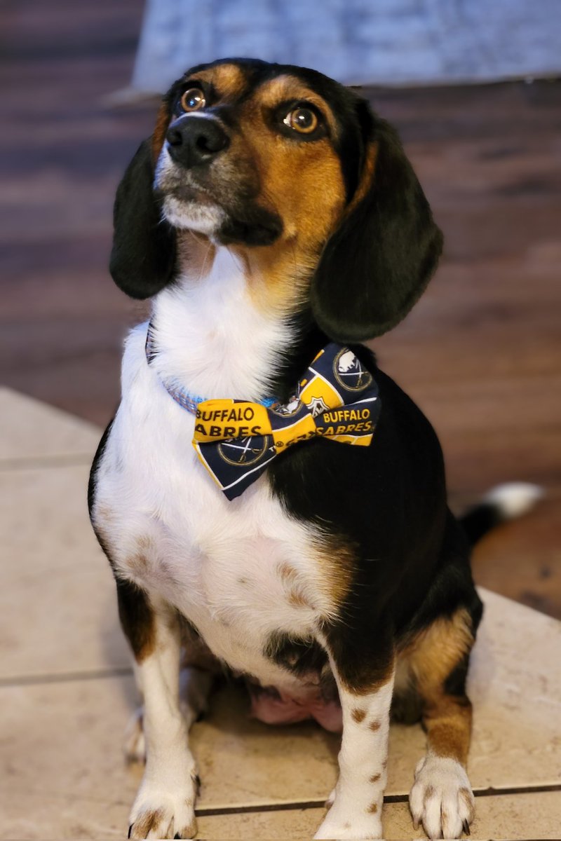 dawn_keith's tweet photo. Ok @BuffaloSabres, my dogs' new bow ties have arrived.  They've got the Razorbacks, Bills and Sabres all covered but as usual, my Daisy loves her hockey and chose to rep the Sabres.  My other dogs could care less, but she ALWAYS grabs a Sabres tie to wear.

#sherescuedme https://t.co/tNqn5AjM1H