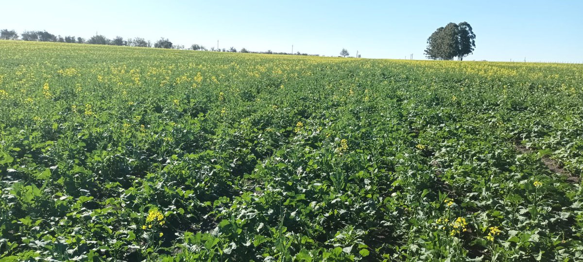 DELFINA INTA⤵️
🌱Alto potencial de rendimiento 
🌱Muy buen comportamiento a Phoma