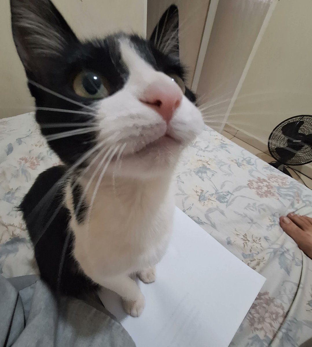 twiccase's tweet image. piquita coçando a bunda nos papéis e o pe feio da elisa &amp;gt;&amp;gt;&amp;gt;