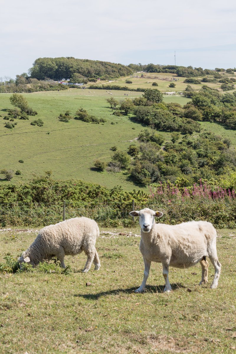 Eastbourne Walking Festival tweet media