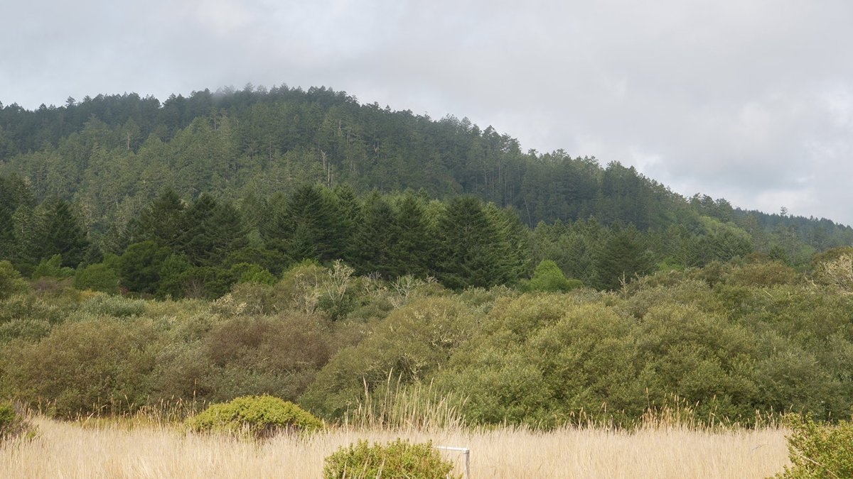 Earth and Environmental Sciences at Berkeley Lab (@eesalbnl) on Twitter photo 🎥 🌍 🌾 The job of a scientist often entails talking with reporters to explain science and its significance. <a href="/BerkeleyLab/">Berkeley Lab</a> scientist <a href="/jasquelinpena/">Jasquelin Pena</a> took to the field in Point Reyes to discuss the importance of studying soil carbon and wildfire in a changing climate with <a href="/KPIXtv/">CBS News Bay Area</a>. 🎥 🌍 🌾 The job of a scientist often entails talking with reporters to explain science and its significance. <a href="/BerkeleyLab/">Berkeley Lab</a> scientist <a href="/jasquelinpena/">Jasquelin Pena</a> took to the field in Point Reyes to discuss the importance of studying soil carbon and wildfire in a changing climate with <a href="/KPIXtv/">CBS News Bay Area</a>.