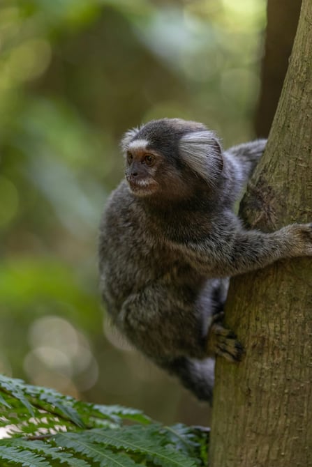 eluniversocom's tweet image. Los #monos tití se llaman por su nombre, igual que los humanos ow.ly/MKu250TabPA