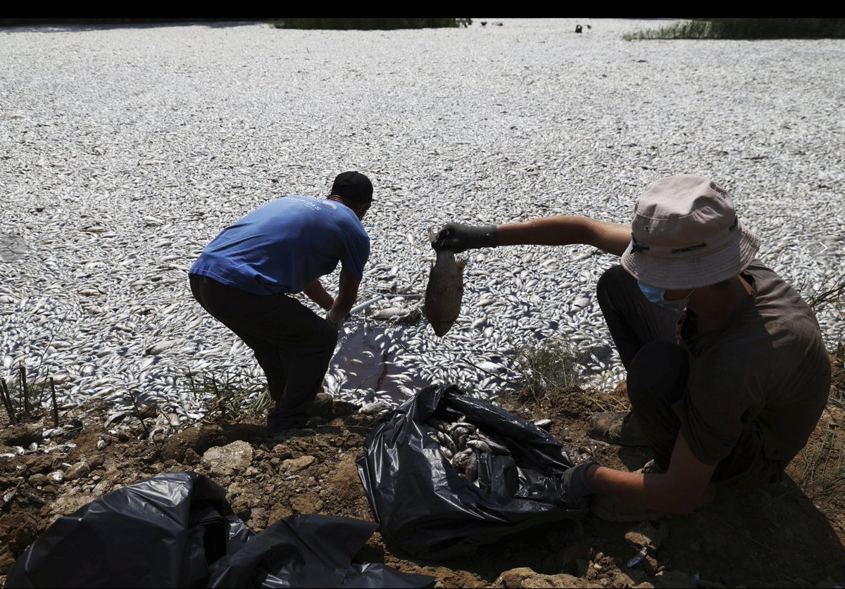 A warmer #climate leads to more marine #heatwaves, resulting in massive die-offs of fish and aquatic life. 🌡️ In #Volos, #Greece, over 100 tons of dead fish have been collected around the port following a mass die-off linked to extreme climate fluctuations. 🌊 #ClimateCrisis