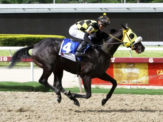 blindadosalas1's tweet photo. #Hipismo #GalaHipica El 25/08/2024 EL GRAN ELADIO 🇻🇪 puso orden en la #CopaInvitacional (96") sobre AMELAZADO, quien otra vez se lesionó y se irá a la cría. Gran faena de JOHAN ARANGUREN sobre el pupilo de DAVID PALENCIA @David_Hipico1 y el #StudMM LI TRE FRATELLI no es el mismo. https://t.co/psjAgZlRng