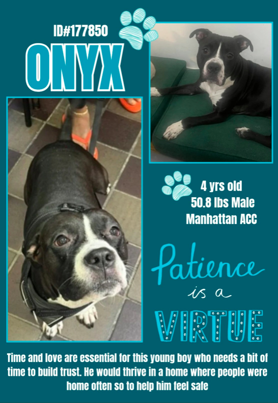 zjnov22's tweet photo. 💎Onyx💙 🐕 #Manhattan ACC🚨 #NY
💔#foster #fosteringsaveslives #adopt🏞️💌🌟
#rescue❤️‍🩹 #Pibble💛 This sweet boy is 4 years old
and needs a kind human to adopt him asap🌠💫
🚨New Intake ✨ID #177850🌟 #NYC https://t.co/fn6BrK55kl